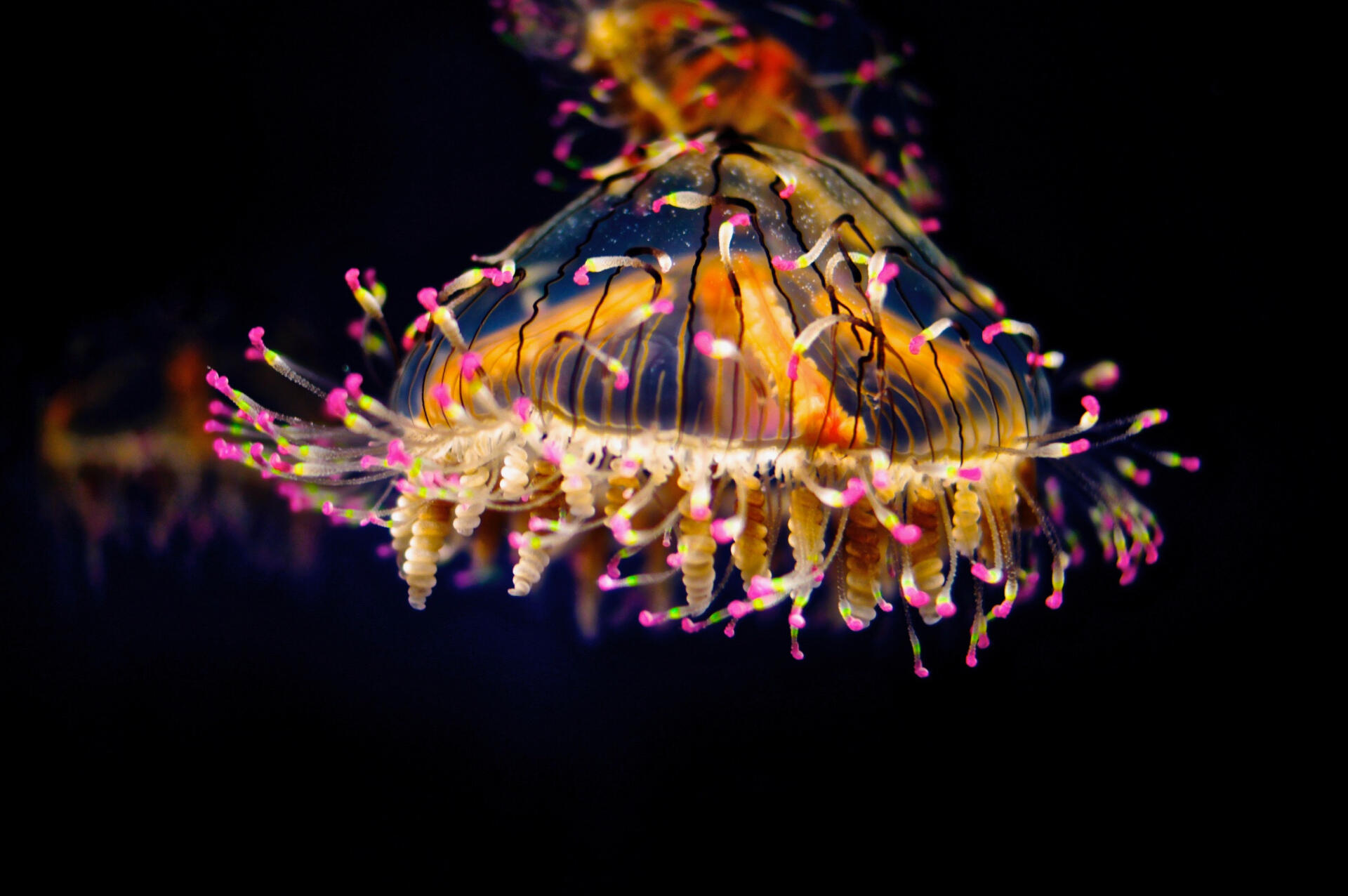Jellyfish